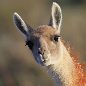 Guanaco (Lama guanicoe), Punta Norte, Peninsula Valdes, Argentina