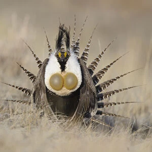 Phasianidae Collection: Gunnison Sage Grouse