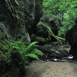 Halerbach / Haupeschbach flowing between large moss covered rocks with Male ferns