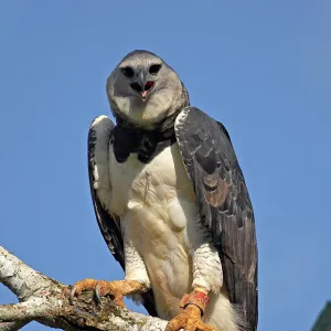 Harpy Eagle