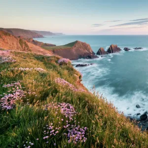 Hartland Quay and Sea pink / thrift (Armeria maritima) flowers on cliff top, Hartland