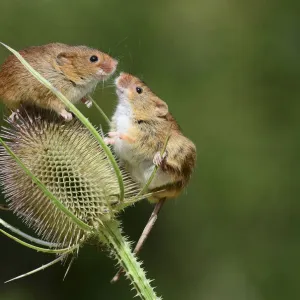 Harvest mice (Micromys minutus) on teasel seed head. Dorset, UK, August. Captive