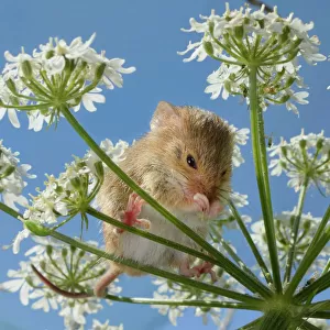 Harvest mouse (Micromys minutus) cleaning its nose on Common hogweed (Heracleum sphondylium)