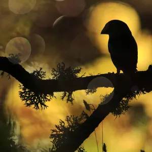 Hawfinch (Coccothraustes coccothraustes) silhouetted on a branch of Portuguese oak (Quercus faginea) covered with lichens, Sierra de Grazalema Natural Park, southern Spain. November