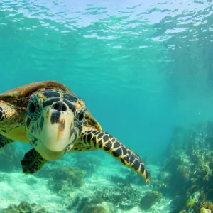 Hawksbill turtle (Eretmochelys imbricata) swimming underwater, Nosy Be, North Madagascar