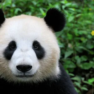 Head portrait of a Giant panda (Ailuropoda Melanoleuca) Bifengxia Giant Panda Breeding