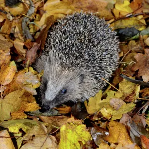 Hedgehog (Erinaceus europaeus) in leaf litter, Dorset, UK December