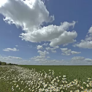 Herb rich conservation margin around farmland with Ox-eye daisies (Leucanthemum vulgare)