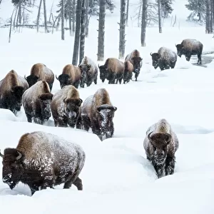 Herd of American bison (Bison bison) in snow, Yellowstone National Park, Wyoming, Yellowstone