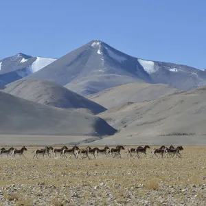 Herd of Tibetan Wild Asses / Kiang (Equus kiang) ChangThang, Tso Kar lake