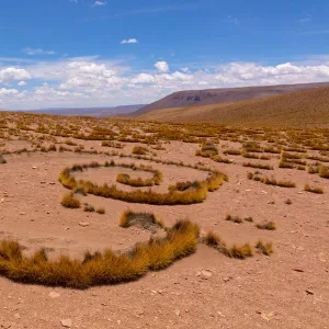 High Altiplano with tussock grass called Paja brava (Festuca orthophylla) showing