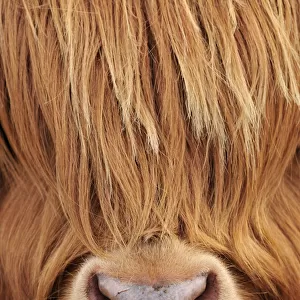 Highland Cow (Bos taurus) close-up, Isle of Mull, Inner Hebrides, Scotland, April