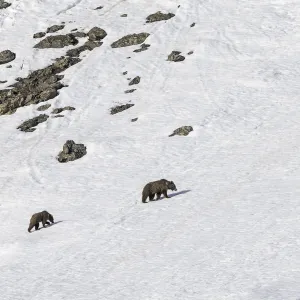 Himalayan brown bear (Ursus arctos isabellinus) female with two young cubs climbing up snowy slope