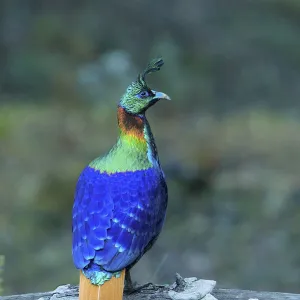 Himalayan monal (Lophophorus impejanus) male perched on branch, Uttarakhand, India