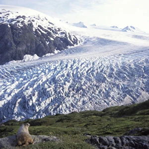 Sciuridae Collection: Alaska Marmot