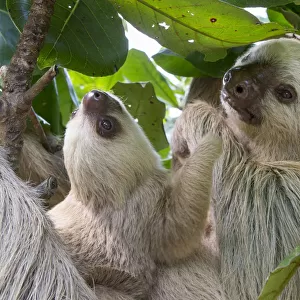 Megalonychidae Jigsaw Puzzle Collection: Hoffmanns Two-toed Sloth