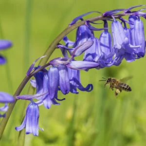 Honeybee (Apis mellifera) flying to Bluebell flowers (Hyacinthoides non-scripta) Monmouthshire