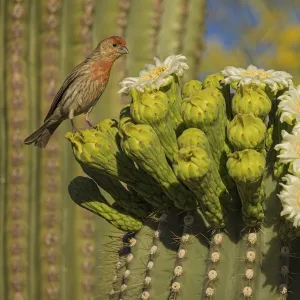 House finch (Carpodacus mexicanus) perched on Saguaro cactus (Carnegiea gigantea)