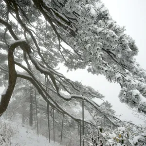 Huangshan pine (Pinus huangensis) in snow, Huangshan / Yellow Mountain, UNESCO World Heritage Site