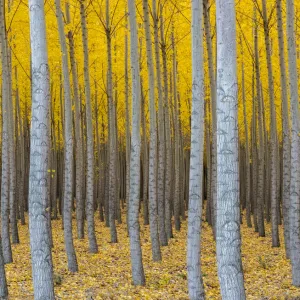 Hybrid Poplar tree plantation in autumn (Populs sp. ). Boardman Tree Farm, near Irrigon