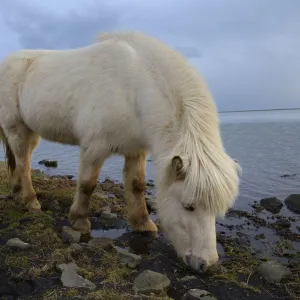 Icelandic horses, southern Iceland, February 2015