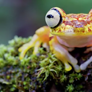 Imbabura tree frog (Hypsiboas picturatus) portrait, Canande, Esmeraldas, Ecuador