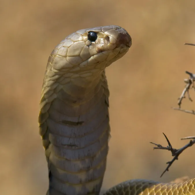 Indian Cobra or Spectacled Cobra (Naja naja), Karnataka, India