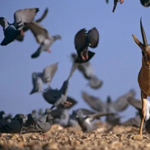 Indian gazelle (Chinkara) (Gazella bennetti) with flock of Common pigeons, Lohawat