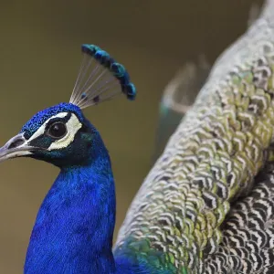 Indian peafowl or blue peafowl (Pavo cristatus) Keoladeo Ghana National Park, Bharatpur