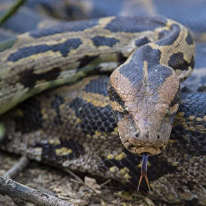 Indian python (Python molurus), flicking tongue, Rajasthan, India