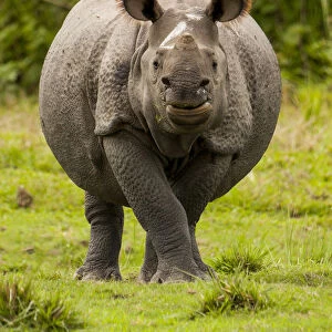 Indian rhinoceros (Rhinoceros unicornis) portrait. Manas National Park UNESCO World Heritage Site