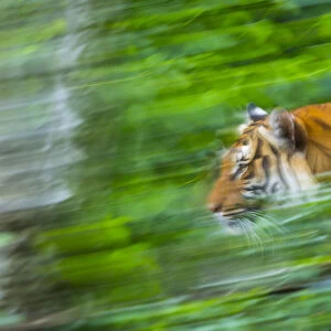 Indochinese tiger (Panthera tigris corbetti) running through plants, captive occurs