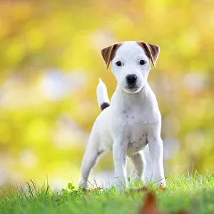 Jack Russell terrier puppy standing on grass in autumn, portrait, Haddam, Connecticut, USA. October