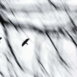 Jackdaws (Corvus monedula) flying to winter roost. with motion blur