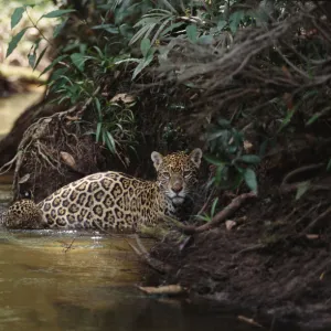 Jaguar female with 6-week-old cub crossing forest creek {Panthera onca}, Amazonia Basin