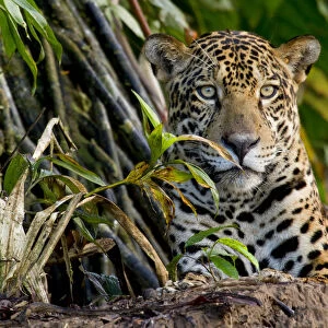 Jaguar (Panthera onca) portrait, Tambopata, Madre de Dios, Peru