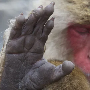 Japanese macaque (Macaca fuscata) sleeping at hot spring in Jigokudani, Yaenkoen