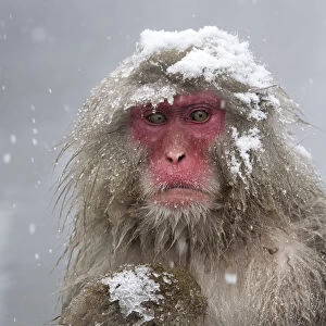 Japanese Macaque (Macaca fuscata) mother holding her baby in snowstorm, Jigokudani, Japan