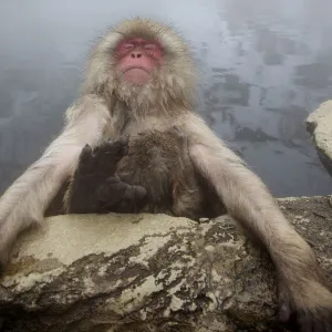 Japanese macaque (Macaca fuscata) relaxing in hot spring in Jigokudani, Yaenkoen