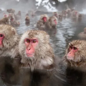 Japanese Macaques (Macaca fuscata) in hot springs, Jigokudani, Nagano Prefecture