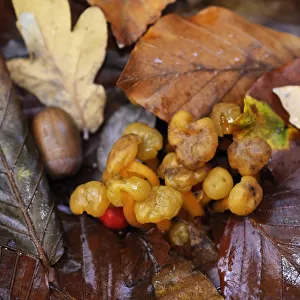 Jelly babies fungus (Leotia lubrica), Penn Wood, Buckinghamshire, England, November
