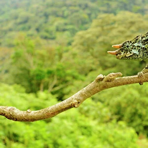 Johnston's three-horned chameleon, (Trioceros johnstoni), male on tree branch, Kahuzi-Biega NP, Democratic Republic of Congo, November. Non-ex