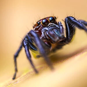 Jumping spider (Salticidae) hunting among vegetation, San Jose, Costa Rica