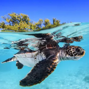 Juvenile Green turtle (Chelonia mydas) swimming near the surface, split level view, Fakarava atoll lagoon, Tuamotu Archipelago, French Polynesia, Pacific Ocean