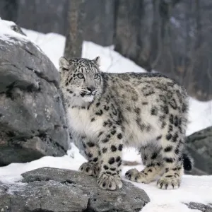 P. Uncia 雪豹 (Wild cat x wild veitchii) P.Uncia》雪豹Wild cat x