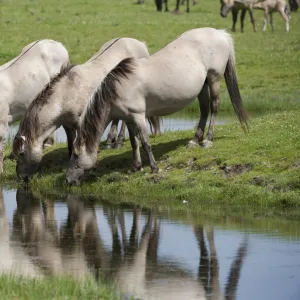 Konik horses drinking, Oostvaardersplassen, Netherlands, June 2009