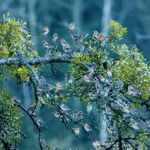 Large flock of Bramblings (Fringilla montifringilla) perched in tree with Mistletoe