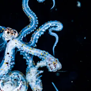 Larval Wonderpus octopus (Wunderpus photogenicus) drifting in the open ocean at night off Anilao