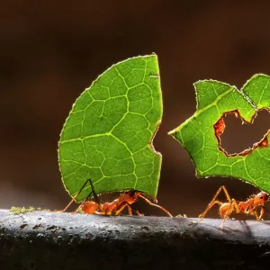 Leaf cutter ants (Atta sp) carrying plant matter, Costa Rica