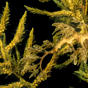 Leafy sea dragon (Phycodurus eques) among seaweed, Spencer Gulf, South Australia. January